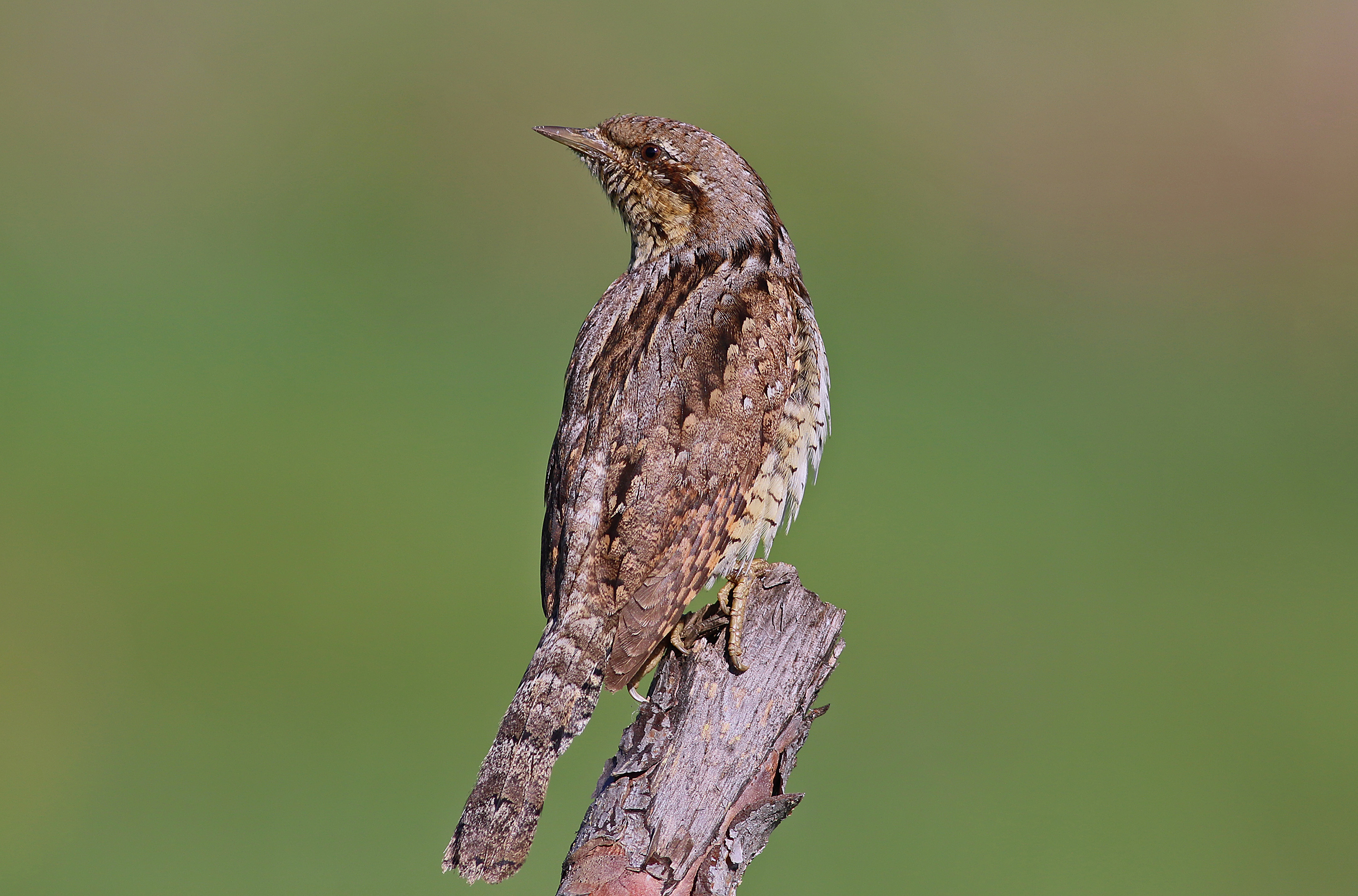 Eurasian Wryneck